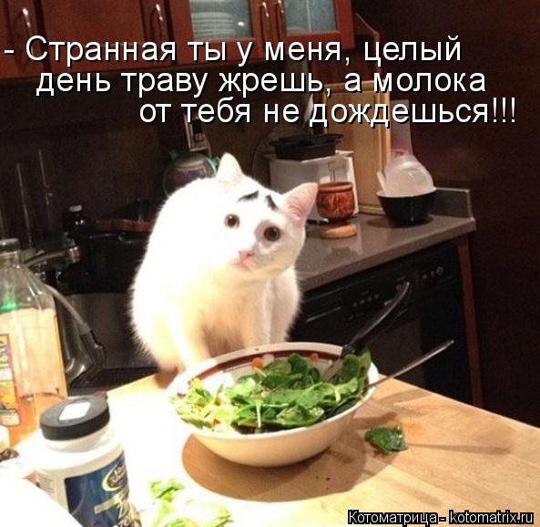Котоматрица: - Странная ты у меня, целый  день траву жрешь, а молока от тебя не дождешься!!!