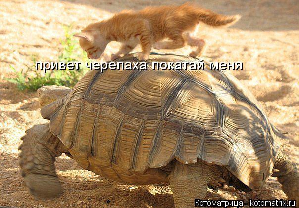 Котоматрица: привет черепаха покатай меня