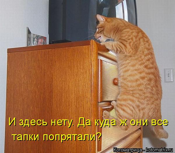 Котоматрица: И здесь нету. Да куда ж они все  тапки попрятали?