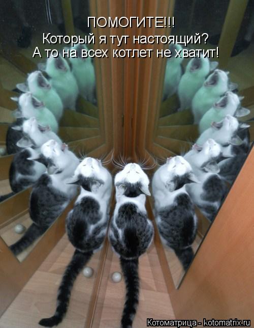 Котоматрица: ПОМОГИТЕ!!! Который я тут настоящий? А то на всех котлет не хватит!