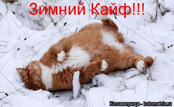 Котоматрица: Зимний Кайф!!!
