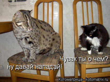 Котоматрица: ну давай нападай! Чувак ты о чем?