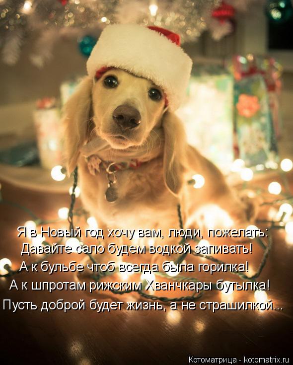 Котоматрица: Я в Новый год хочу вам, люди, пожелать: Давайте сало будем водкой запивать! А к бульбе чтоб всегда была горилка! А к шпротам рижским Хванчкары
