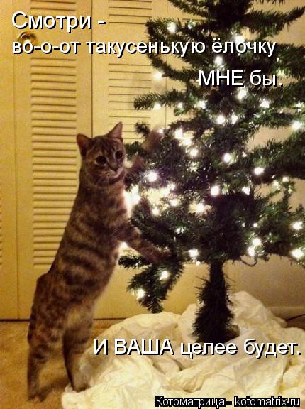 Котоматрица: Смотри -  во-о-от такусенькую ёлочку МНЕ бы. И ВАША целее будет.