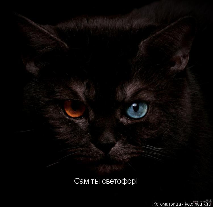 Котоматрица: Сам ты светофор!