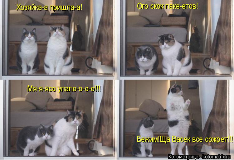 Котоматрица: Хозяйка-а пришла-а! Ого скок паке-етов! Мя-я-ясо упало-о-о-о!!! Бежим!Ща Васек все сожрет!!!