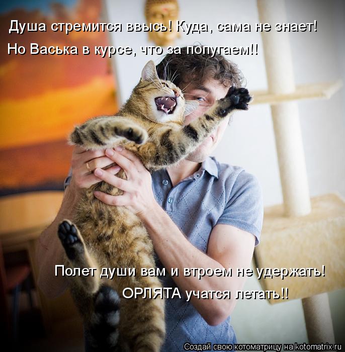 Котоматрица: Душа стремится ввысь! Куда, сама не знает! ОРЛЯТА учатся летать!! Но Васька в курсе, что за попугаем!! Полет души вам и втроем не удержать!