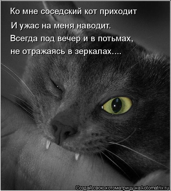 Котоматрица: Ко мне соседский кот приходит И ужас на меня наводит. Всегда под вечер и в потьмах, не отражаясь в зеркалах....