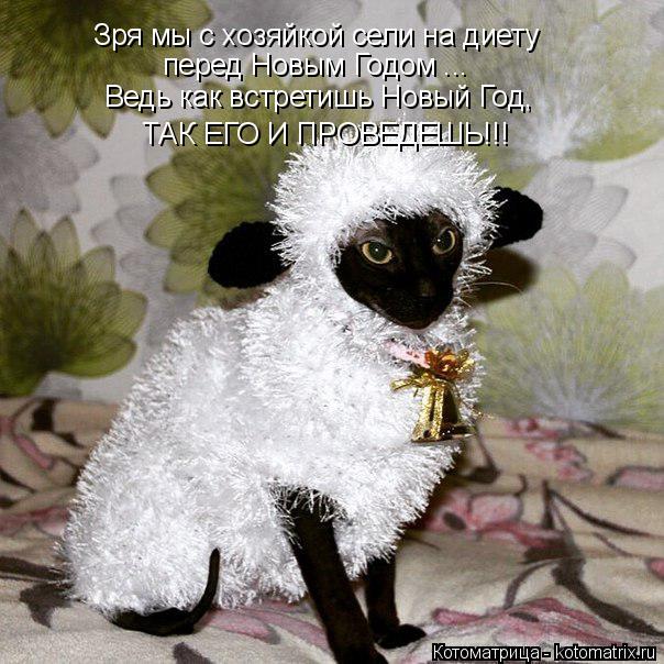 Котоматрица: Зря мы с хозяйкой сели на диету перед Новым Годом ... Ведь как встретишь Новый Год, ТАК ЕГО И ПРОВЕДЕШЬ!!!