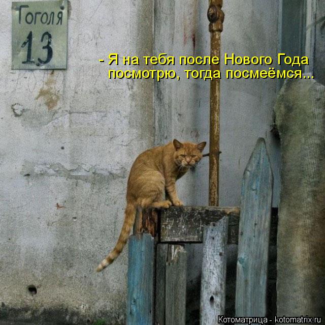 Котоматрица: - Я на тебя после Нового Года посмотрю, тогда посмеёмся...
