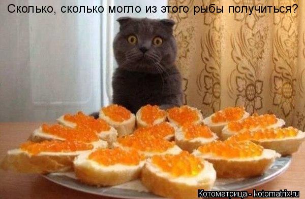 Котоматрица: Сколько, сколько могло из этого рыбы получиться?