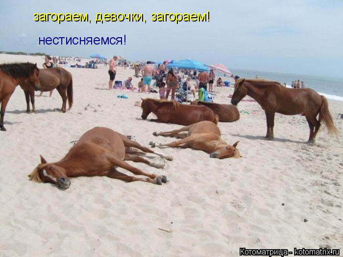 загораем, девочки, загораем! нестисняемся!... Котоматрица: загораем, девочки, загораем! нестисняемся!