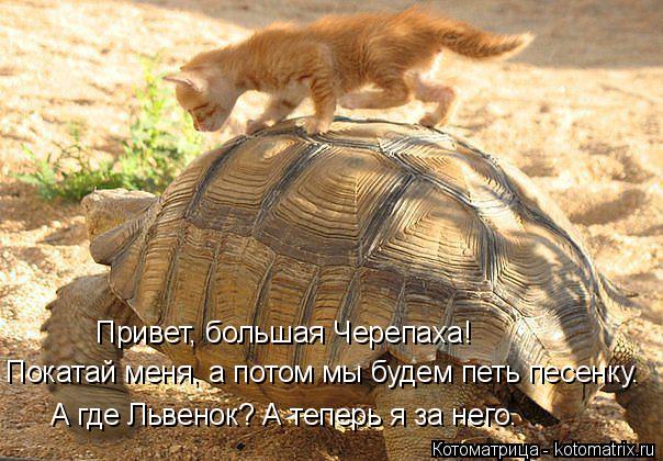 Котоматрица: Привет, большая Черепаха!  Покатай меня, а потом мы будем петь песенку. А где Львенок? А теперь я за него.