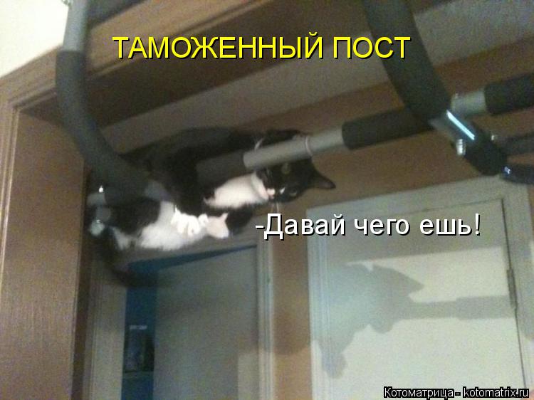 Котоматрица: ТАМОЖЕННЫЙ ПОСТ -Давай чего ешь!