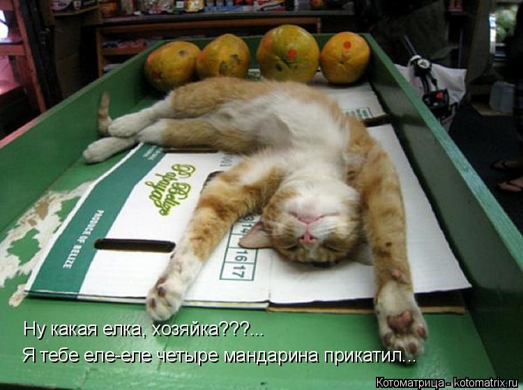 Котоматрица: Ну какая елка, хозяйка???... Я тебе еле-еле четыре мандарина прикатил...