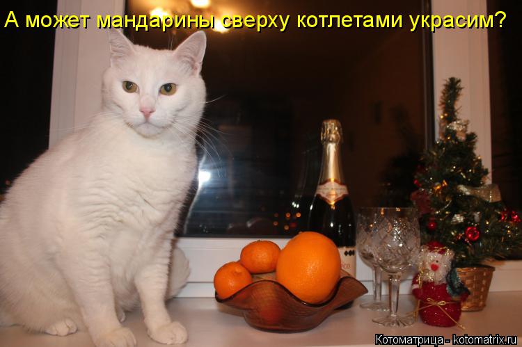 Котоматрица: А может мандарины сверху котлетами украсим?