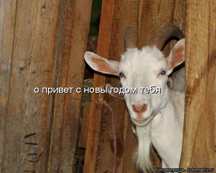 Котоматрица: о привет с новы годом тебя