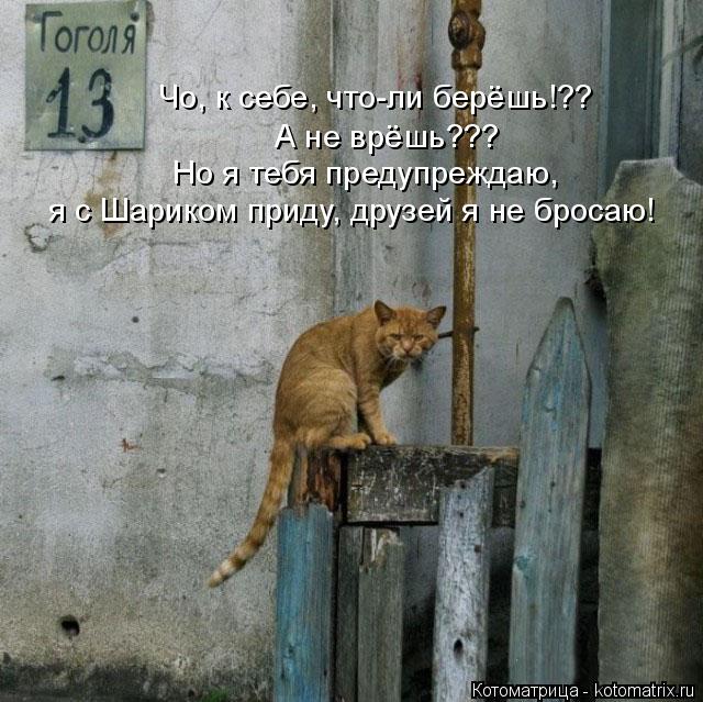 Котоматрица: Чо, к себе, что-ли берёшь!??  А не врёшь??? Но я тебя предупреждаю,  я с Шариком приду, друзей я не бросаю!