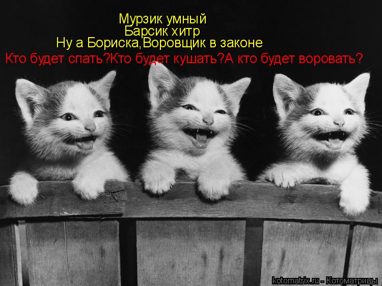 Котоматрица: Мурзик умный Барсик хитр Ну а Бориска,Воровщик в законе Кто будет спать?Кто будет кушать?А кто будет воровать?