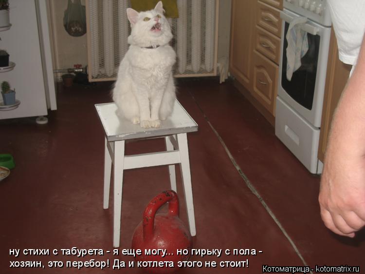 Котоматрица: ну стихи с табурета - я еще могу... но гирьку с пола - хозяин, это перебор! Да и котлета этого не стоит!