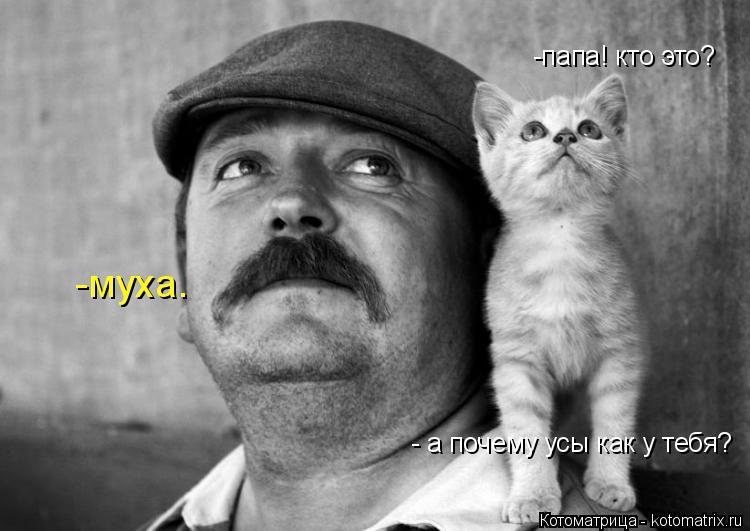 Котоматрица: -папа! кто это? -муха. - а почему усы как у тебя?