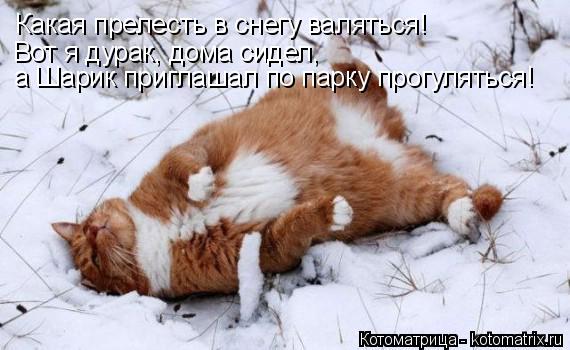 Котоматрица: Какая прелесть в снегу валяться! Вот я дурак, дома сидел,  а Шарик приглашал по парку прогуляться!