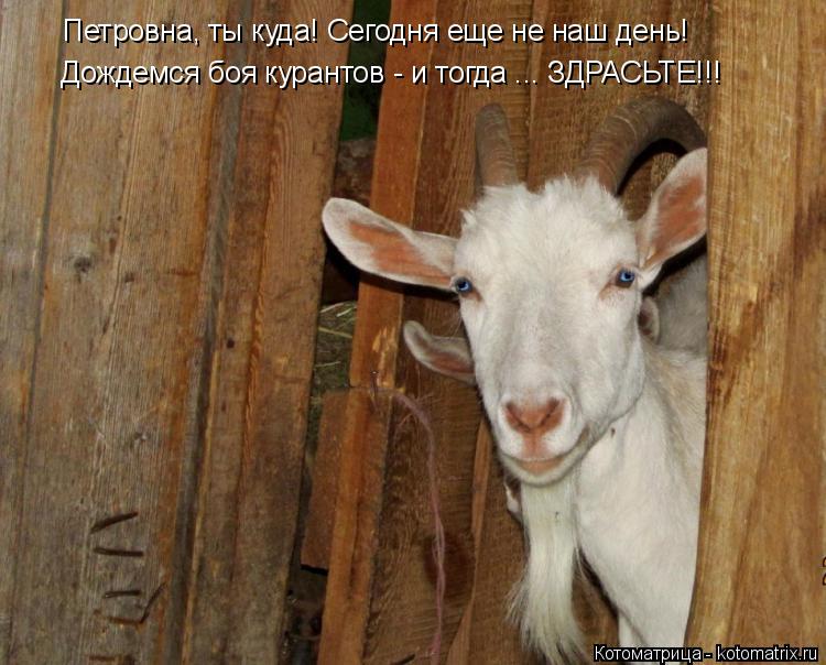Котоматрица: Петровна, ты куда! Сегодня еще не наш день! Дождемся боя курантов - и тогда ... ЗДРАСЬТЕ!!!