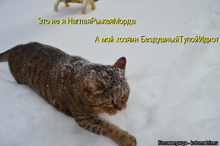Котоматрица: Это не я НаглаяРыжаяМорда  А мой хозяин БездушныйТупойИдиот