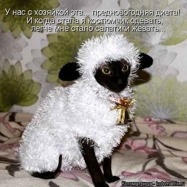 У нас с хозяйкой эта... предновогодняя диета! И когда стала я костюмчик одевать, легче мне стало сала... Котоматрица: У нас с хозяйкой эта... предновогодняя диета! И когда стала я костюмчик одевать, легче мне стало салатики жевать...