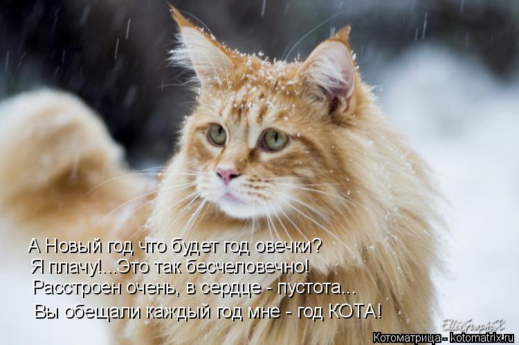 Котоматрица: А Новый год что будет год овечки?  Я плачу!...Это так бесчеловечно! Расстроен очень, в сердце - пустота...  Вы обещали каждый год мне - год КОТА!