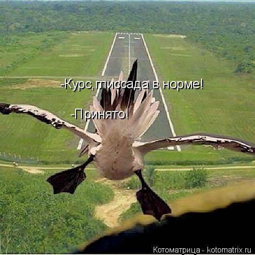 Котоматрица: -Курс,глиссада в норме! -Принято!