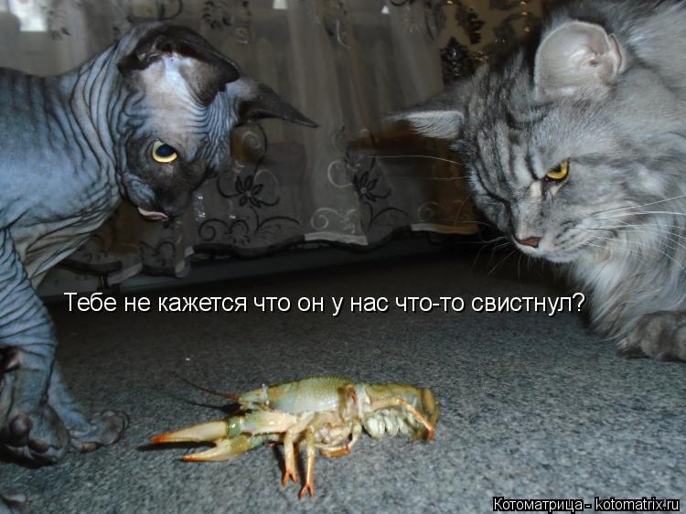 Котоматрица: Тебе не кажется что он у нас что-то свистнул?