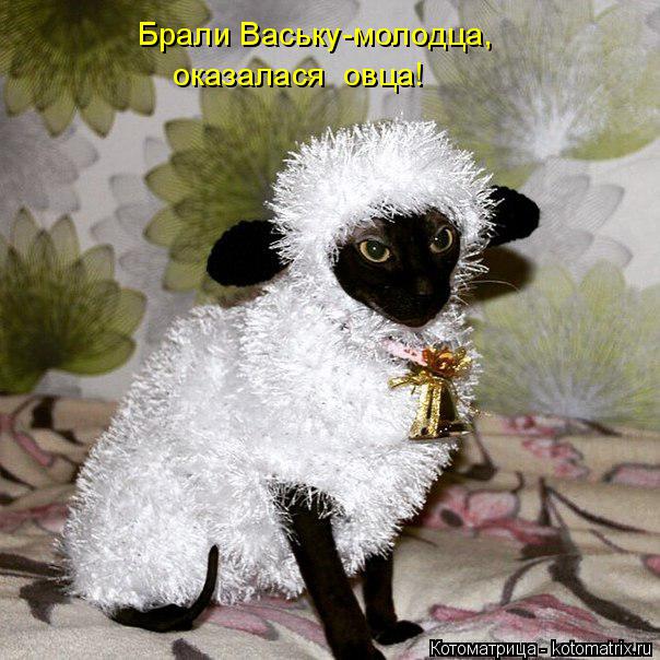 Котоматрица: Брали Ваську-молодца, оказалася  овца!