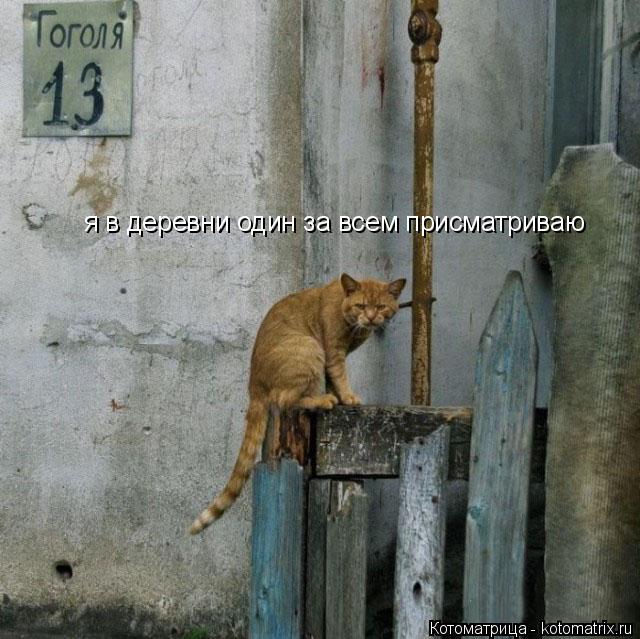 я в деревни один за всем присматриваю... Котоматрица: я в деревни один за всем присматриваю