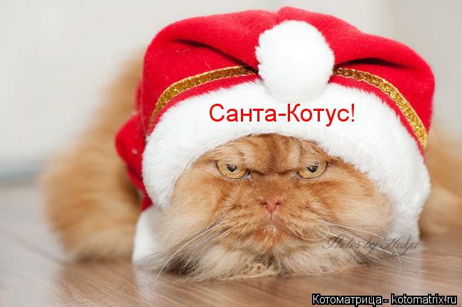 Котоматрица: Санта-Котус!