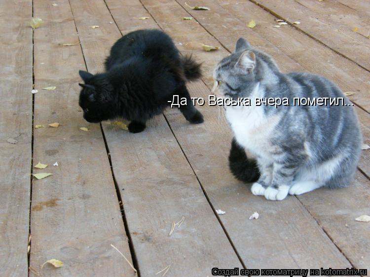 Котоматрица: -Да то Васька вчера пометил...