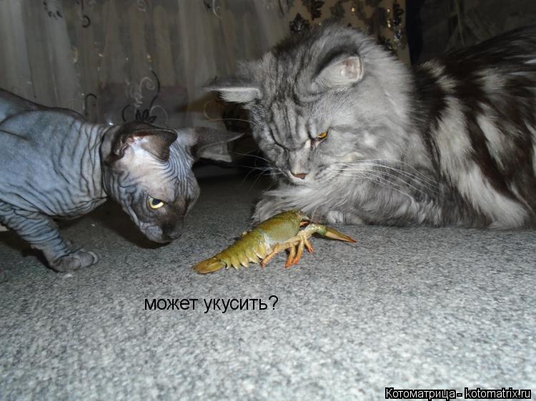 Котоматрица: может укусить?