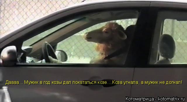 Котоматрица: Даааа... Мужик в Даааа... Мужик в год козы дал покат Даааа... Мужик в год козы дал покат Даааа... Мужик в год козы дал покататься козе....Коза угнал