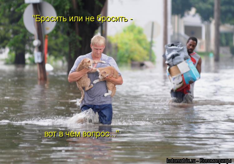 Котоматрица: "Бросить или не бросить - вот в чём вопрос..."