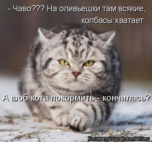 Котоматрица: - Чаво??? На оливьешки там всякие, колбасы хватает А шоб кота покормить - кончилась?