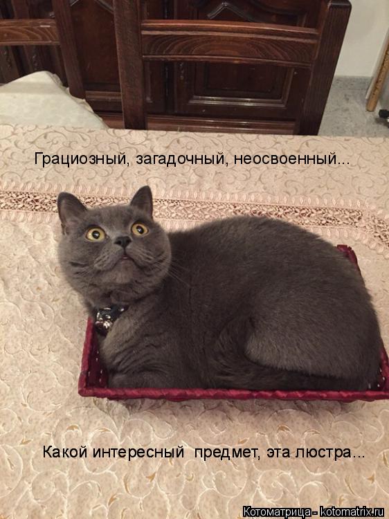 Какой интересный предмет, эта люстра... Какой интересный предмет, эта люстра... Грациозный, загадо... Котоматрица: Какой интересный предмет, эта люстра... Какой интересный предмет, эта люстра... Грациозный, загадочный, неосвоенный...
