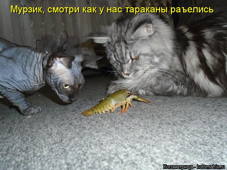 Котоматрица: Мурзик, смотри как у нас тараканы раъелись