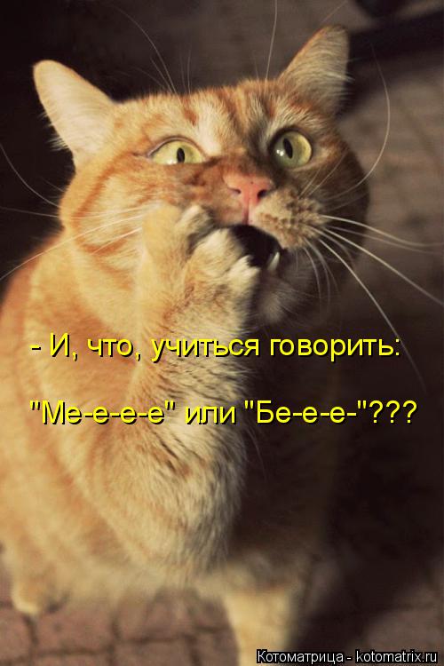 Котоматрица: - И, что, учиться говорить: "Ме-е-е-е" или "Бе-е-е-"???