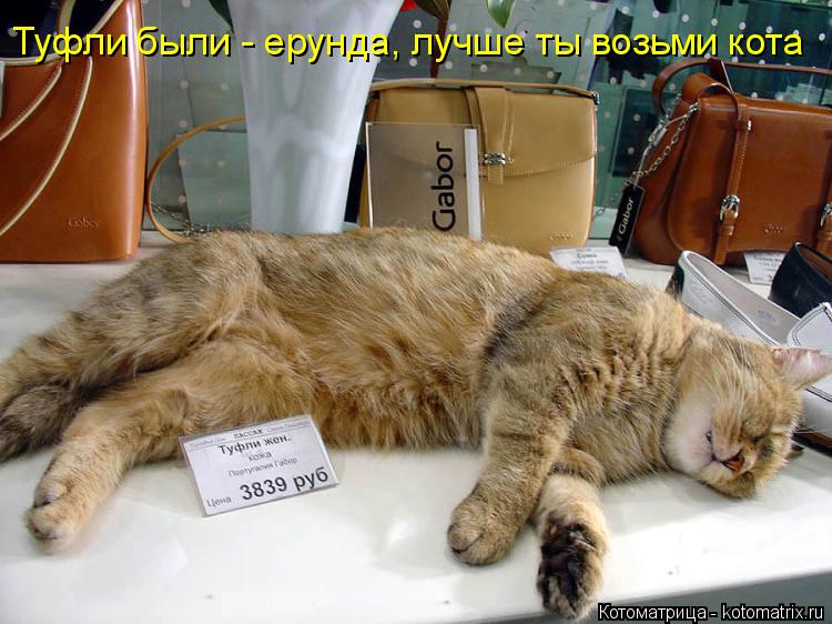 Туфли были - ерунда, лучше ты возьми кота... Котоматрица: Туфли были - ерунда, лучше ты возьми кота