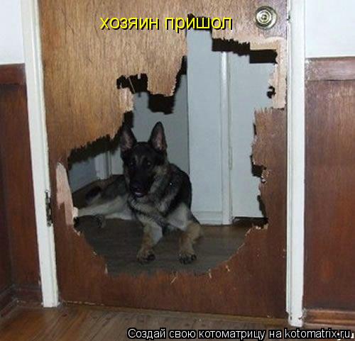 хозяин пришол... Котоматрица: хозяин пришол