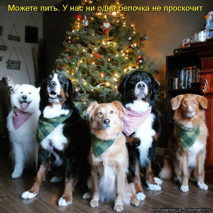 Котоматрица: Можете пить. У нас ни одна белочка не проскочит