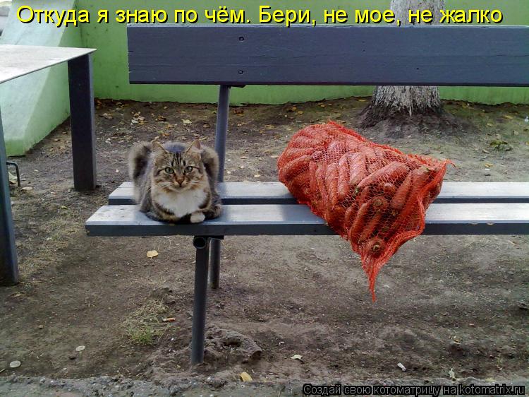 Откуда я знаю по чём. Бери, не мое, не жалко... Котоматрица: Откуда я знаю по чём. Бери, не мое, не жалко