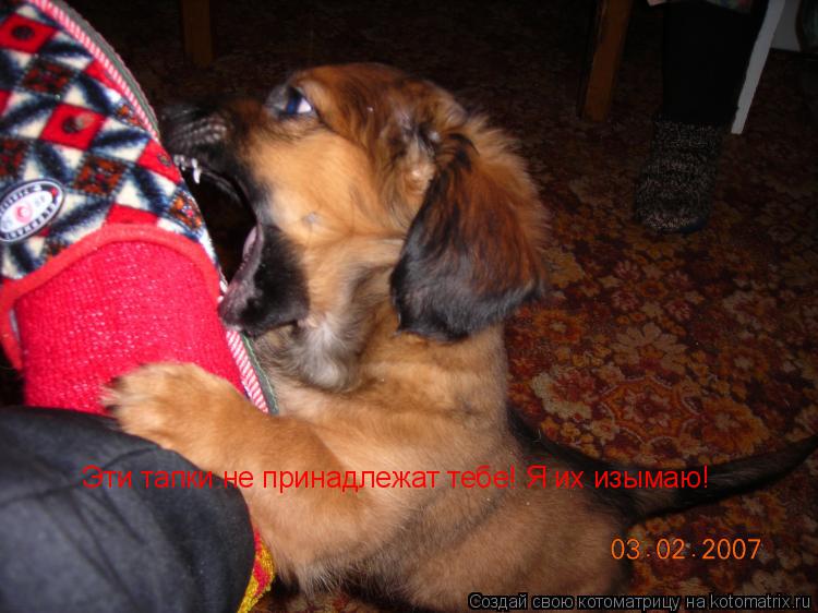 Котоматрица: Эти тапки не принадлежат тебе! Я их изымаю!