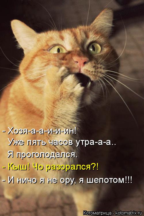 Котоматрица: - Хозя-а-а-и-и-ин!  Уже пять часов утра-а-а.. Я проголодался. - Кыш! Чо разорался?! - И ничо я не ору, я шепотом!!!