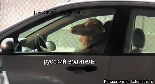 русский водитель русский водитель... Котоматрица: русский водитель русский водитель